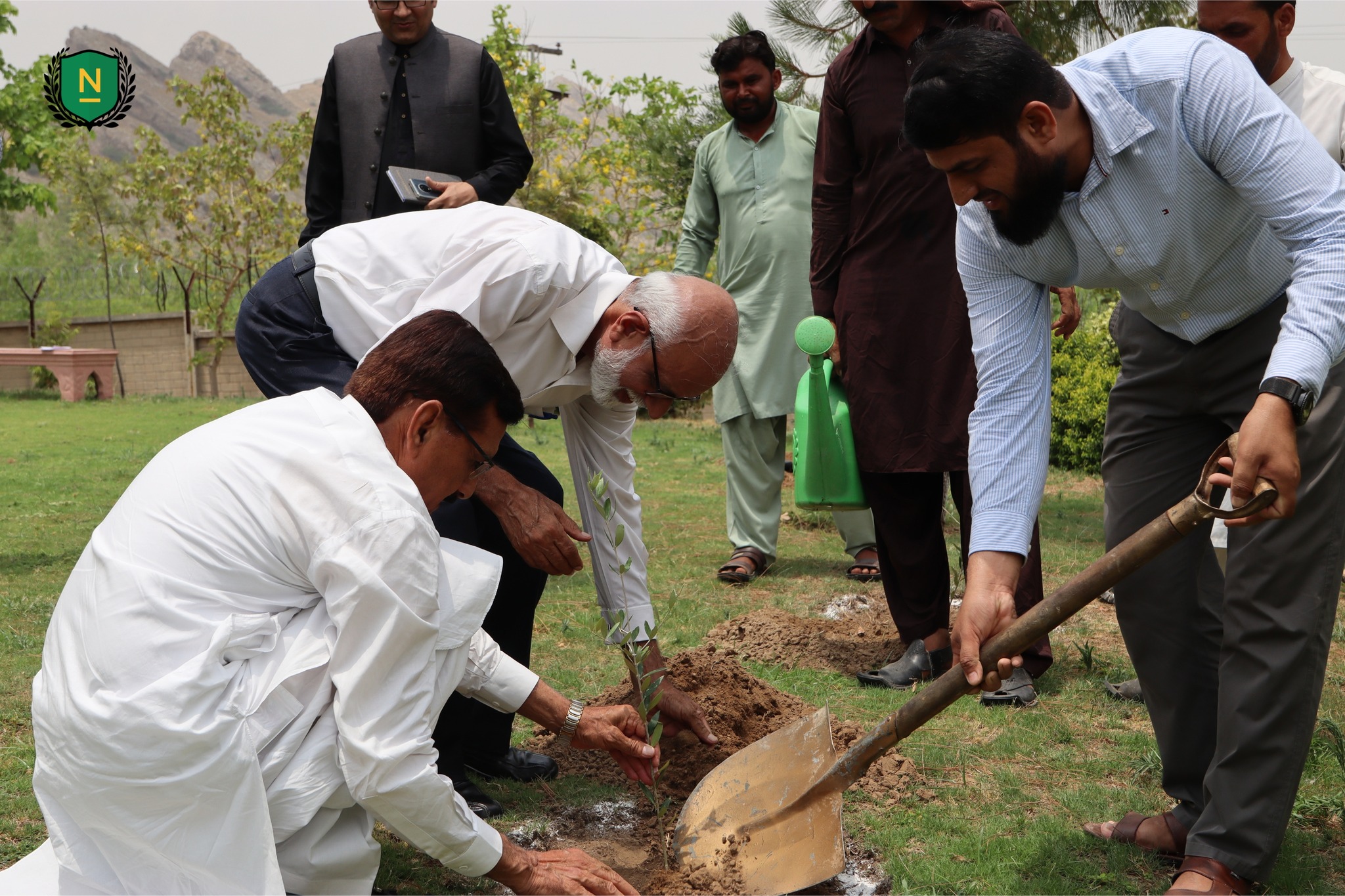 Olive Tree Plantation!