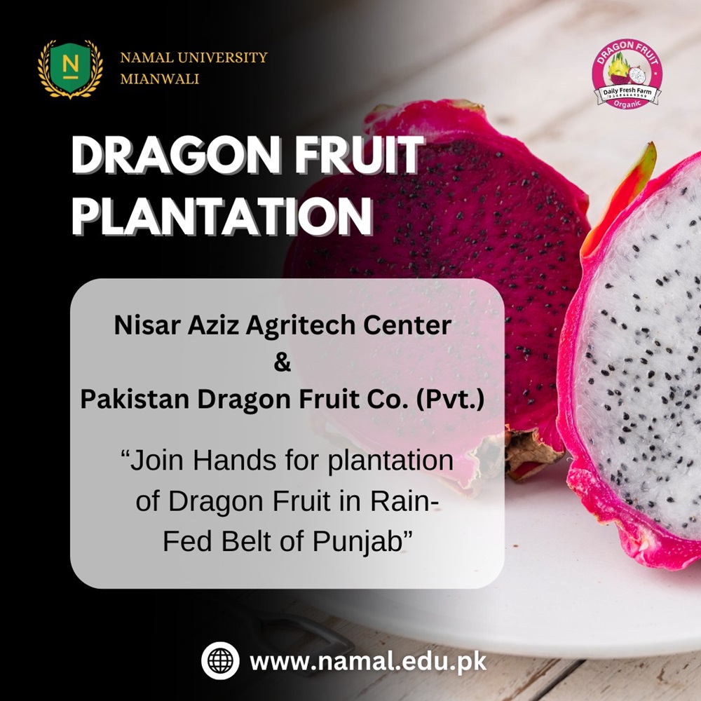 Dragon Fruit Plantation!